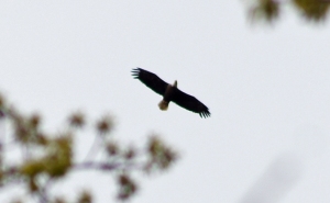Bald eagle flies over hikers.